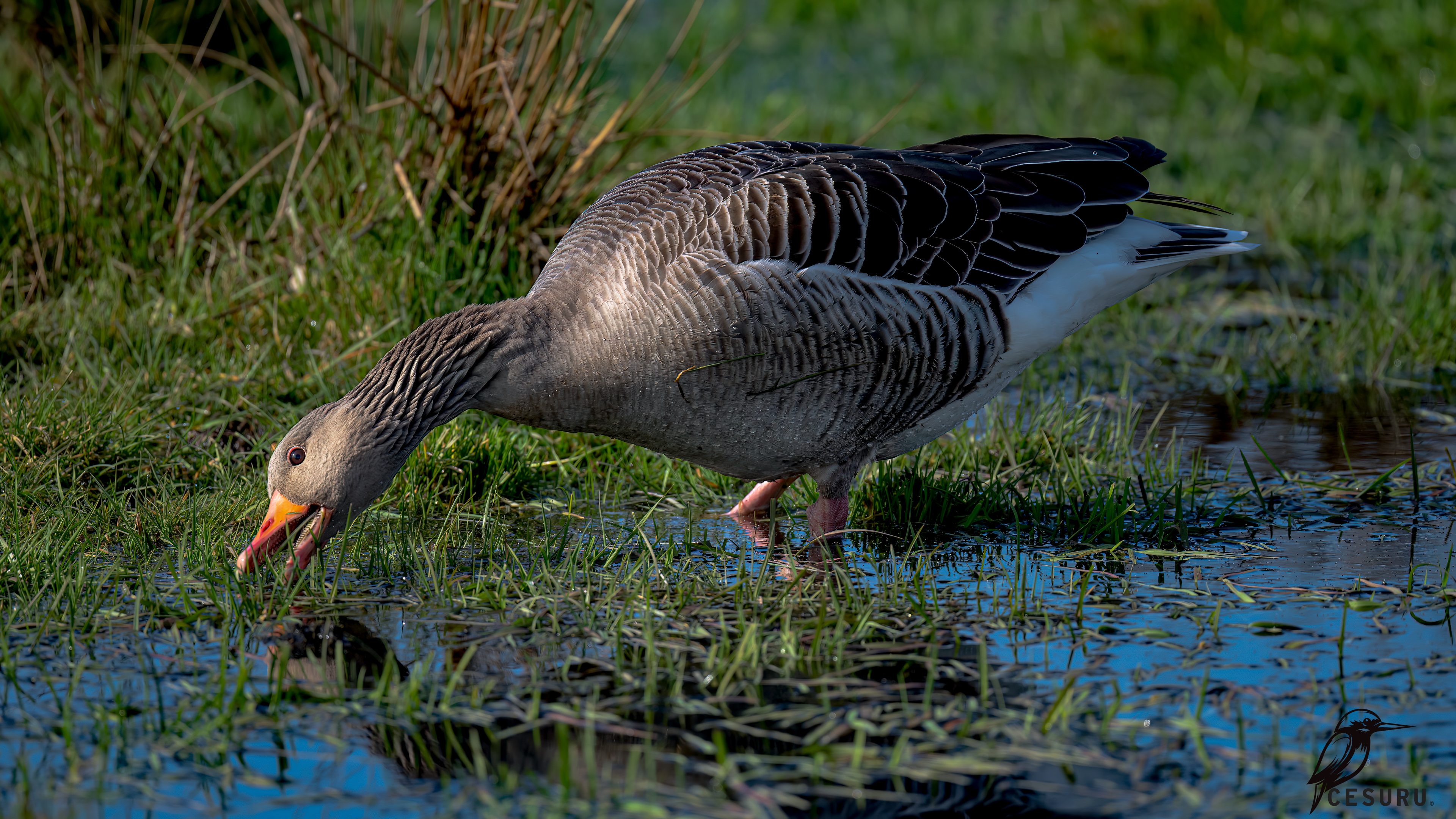 Graylag Goose